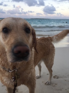 Fuji is slowly becoming more of a beach dog. 